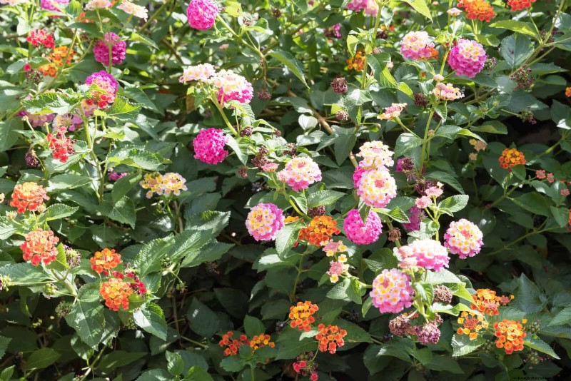 耐暑性の植物：日当たりの良い庭に適した25の実証済みの選択肢 