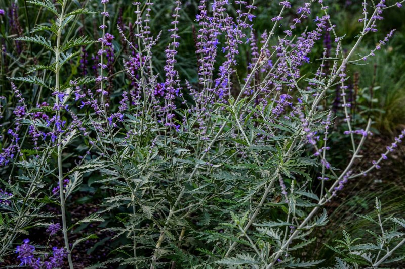 耐暑性の植物：日当たりの良い庭に適した25の実証済みの選択肢 