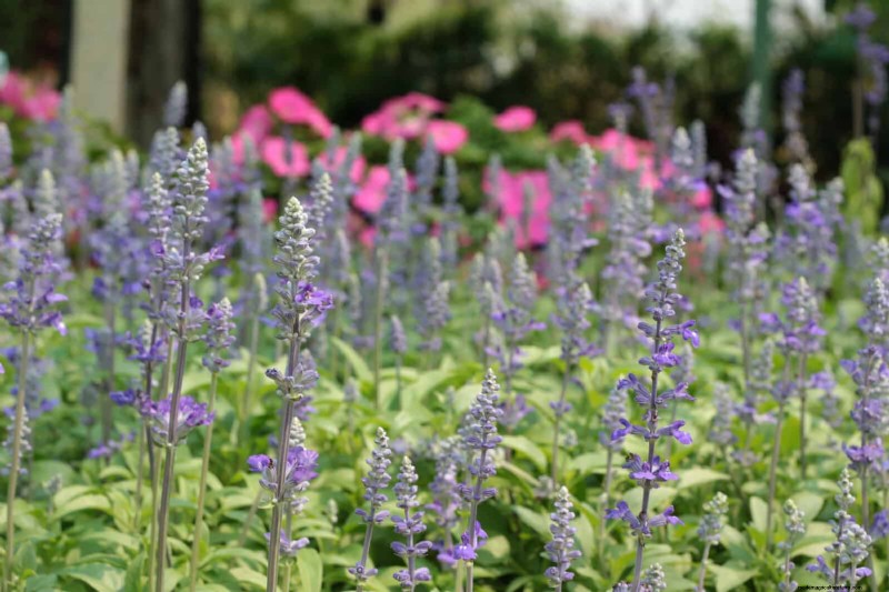 耐暑性の植物：日当たりの良い庭に適した25の実証済みの選択肢 