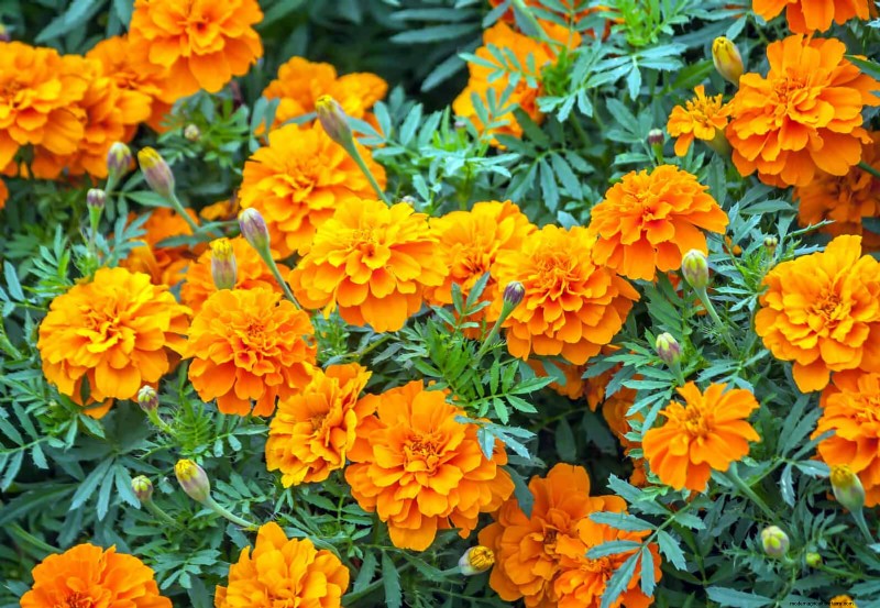 耐暑性の植物：日当たりの良い庭に適した25の実証済みの選択肢 