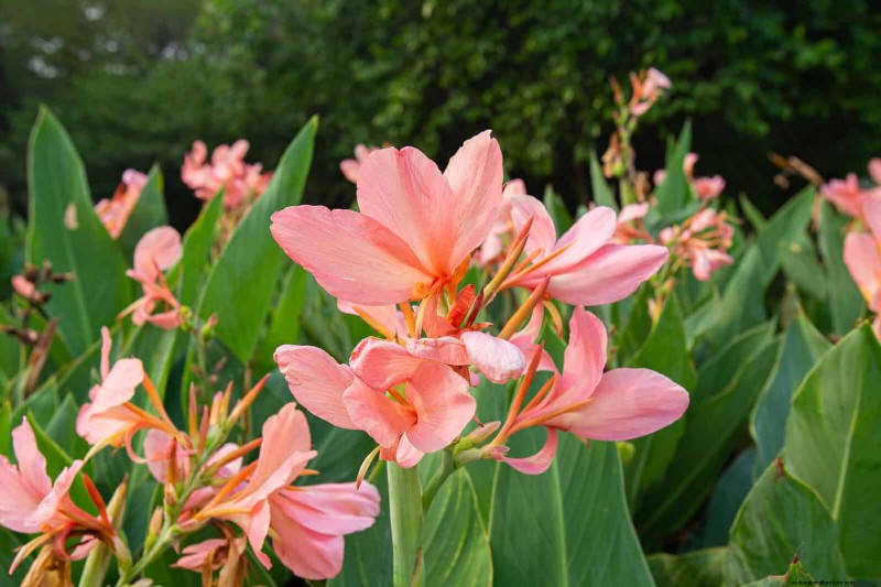 耐暑性の植物：日当たりの良い庭に適した25の実証済みの選択肢 