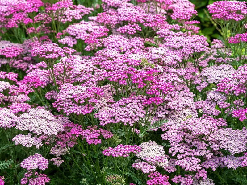耐暑性の植物：日当たりの良い庭に適した25の実証済みの選択肢 