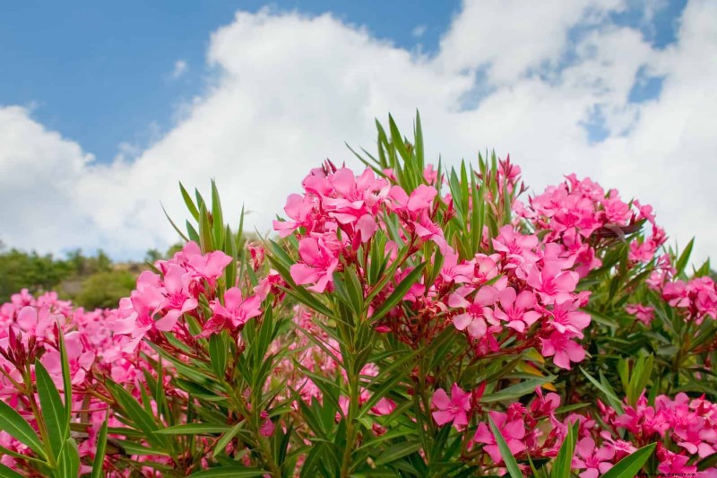 耐暑性の植物：日当たりの良い庭に適した25の実証済みの選択肢 