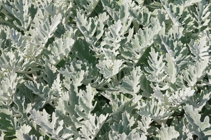 耐暑性の植物：日当たりの良い庭に適した25の実証済みの選択肢 