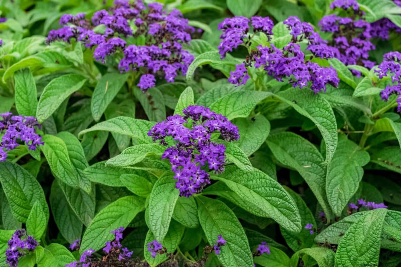 耐暑性の植物：日当たりの良い庭に適した25の実証済みの選択肢 