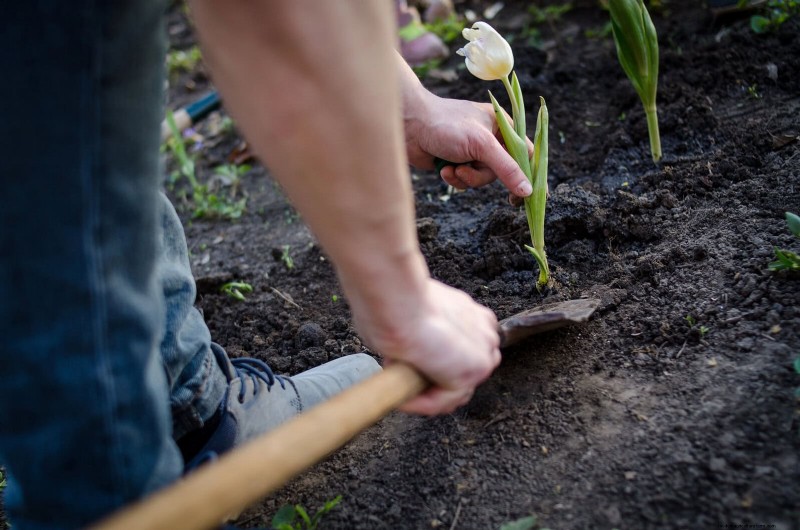 25 pflegeleichte Pflanzen für schlechte Böden | Gartentherapie 