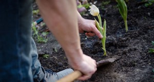 25 piante a bassa manutenzione per terreni poveri | Terapia del giardino 