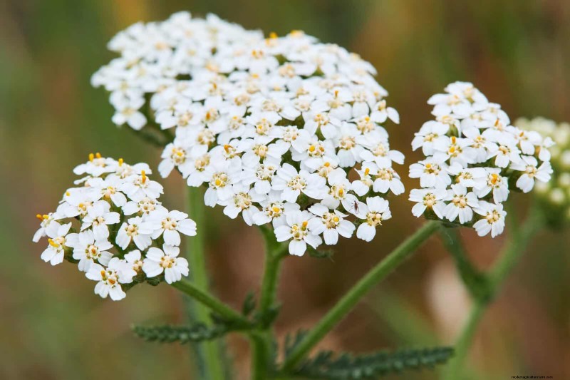 25 pflegeleichte Pflanzen für schlechte Böden | Gartentherapie 