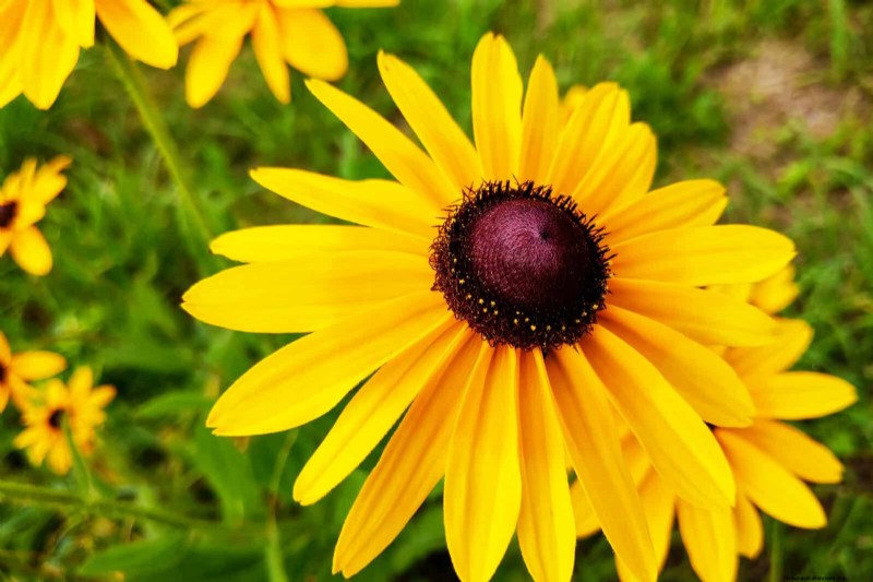 25 pflegeleichte Pflanzen für schlechte Böden | Gartentherapie 
