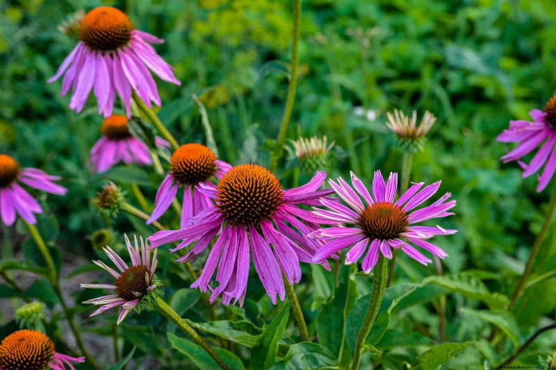 25 pflegeleichte Pflanzen für schlechte Böden | Gartentherapie 
