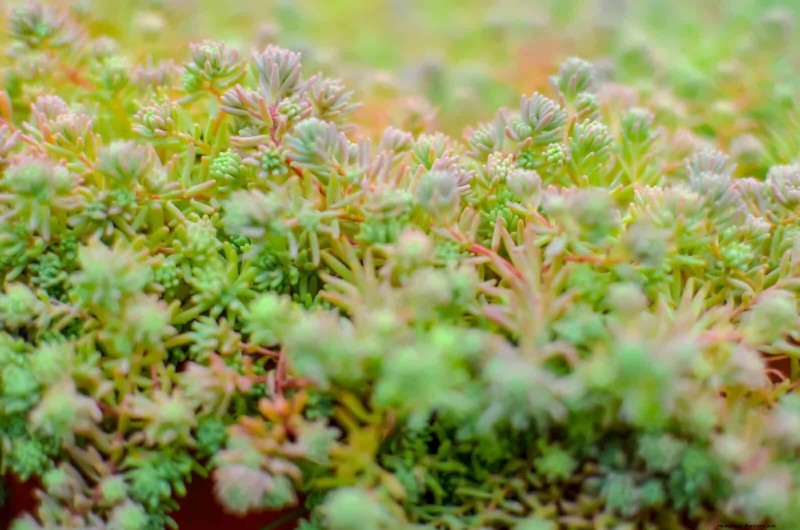 25 pflegeleichte Pflanzen für schlechte Böden | Gartentherapie 