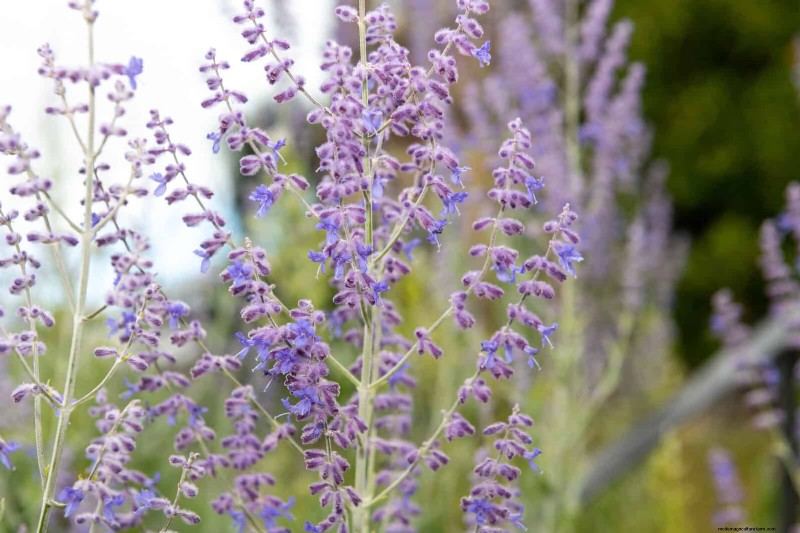 25 pflegeleichte Pflanzen für schlechte Böden | Gartentherapie 