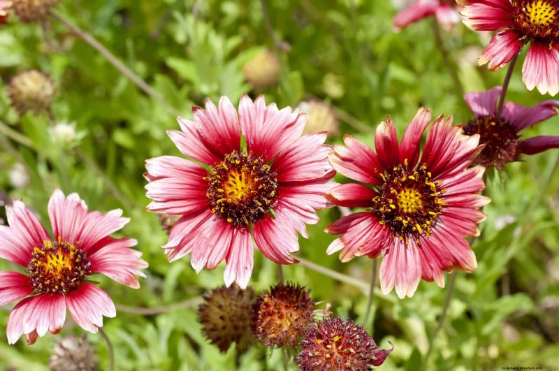 25 pflegeleichte Pflanzen für schlechte Böden | Gartentherapie 