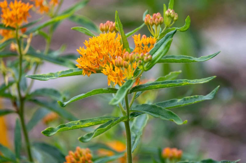 25 pflegeleichte Pflanzen für schlechte Böden | Gartentherapie 