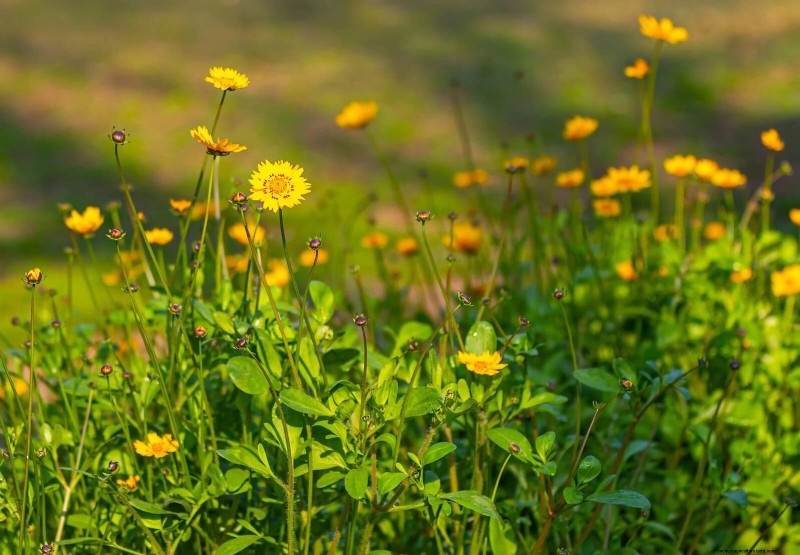 25 pflegeleichte Pflanzen für schlechte Böden | Gartentherapie 