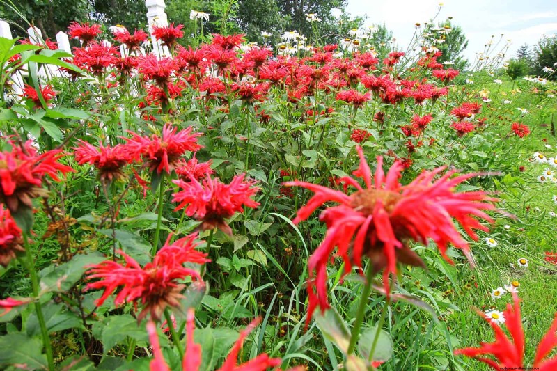 25 pflegeleichte Pflanzen für schlechte Böden | Gartentherapie 