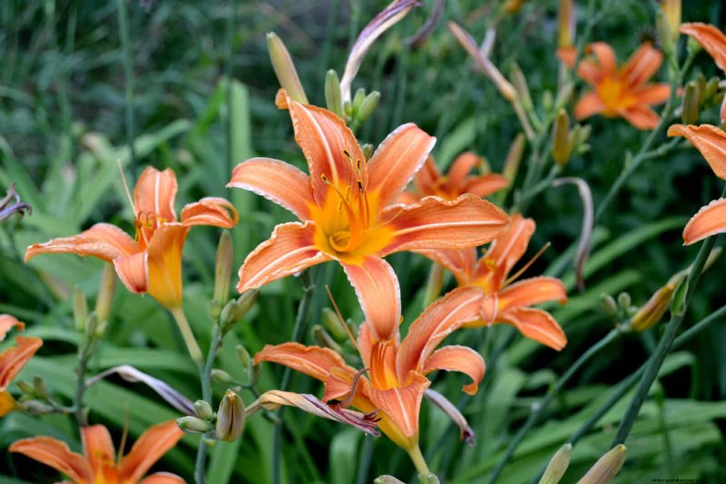 25 pflegeleichte Pflanzen für schlechte Böden | Gartentherapie 