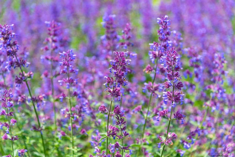 25 pflegeleichte Pflanzen für schlechte Böden | Gartentherapie 