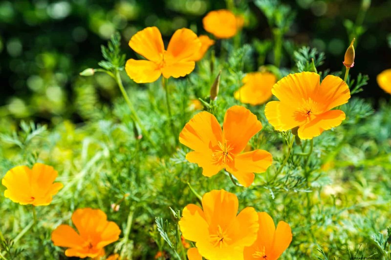 25 pflegeleichte Pflanzen für schlechte Böden | Gartentherapie 