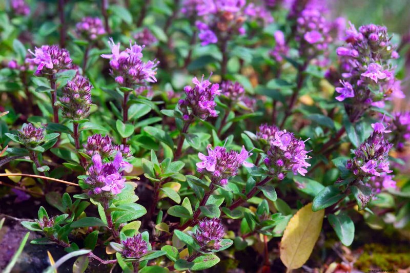 25 pflegeleichte Pflanzen für schlechte Böden | Gartentherapie 