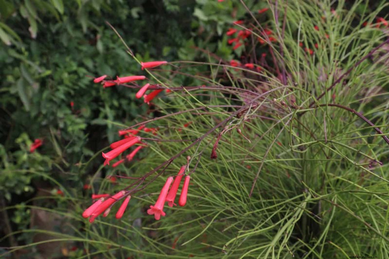 25 pflegeleichte Pflanzen für schlechte Böden | Gartentherapie 