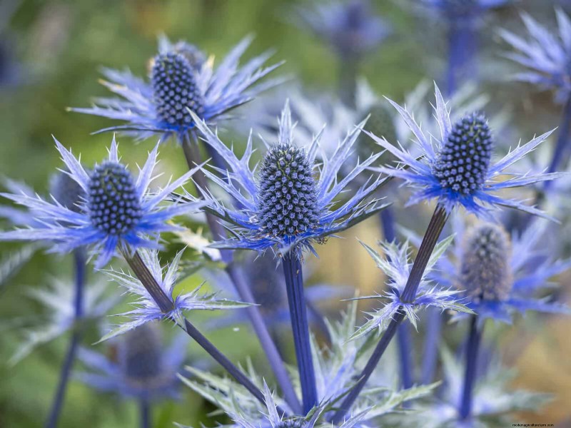 25 pflegeleichte Pflanzen für schlechte Böden | Gartentherapie 