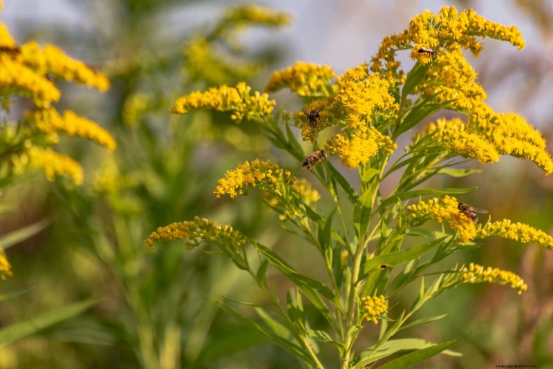 25 pflegeleichte Pflanzen für schlechte Böden | Gartentherapie 