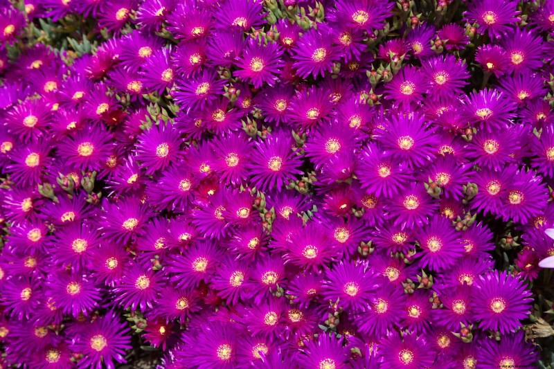 25 pflegeleichte Pflanzen für schlechte Böden | Gartentherapie 