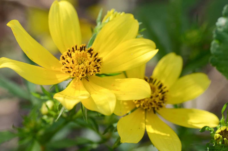 25 pflegeleichte Pflanzen für schlechte Böden | Gartentherapie 