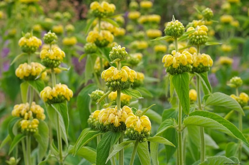 25 pflegeleichte Pflanzen für schlechte Böden | Gartentherapie 
