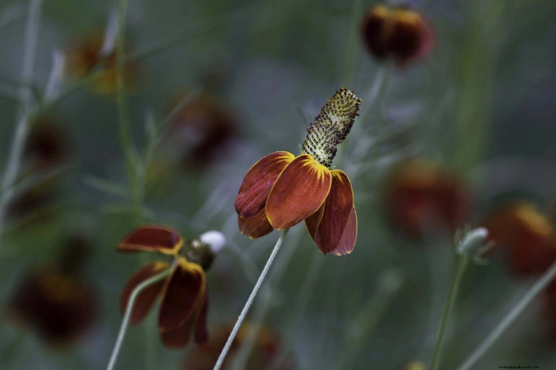 25 pflegeleichte Pflanzen für schlechte Böden | Gartentherapie 