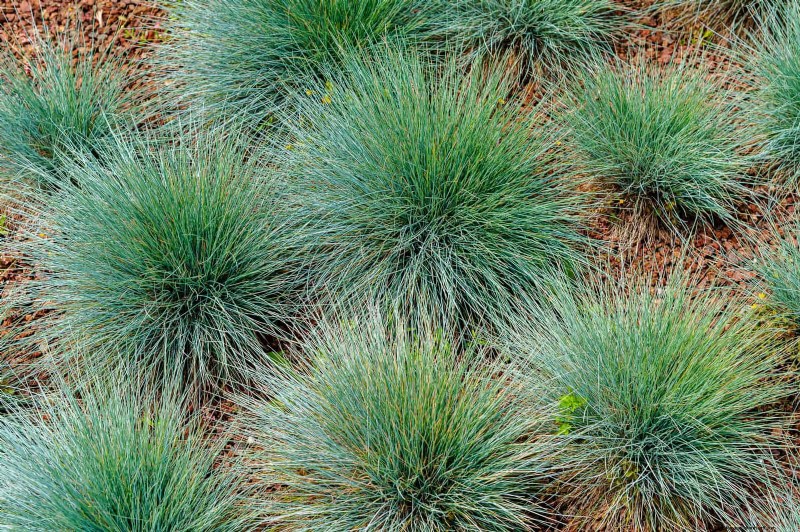 25 pflegeleichte Pflanzen für schlechte Böden | Gartentherapie 