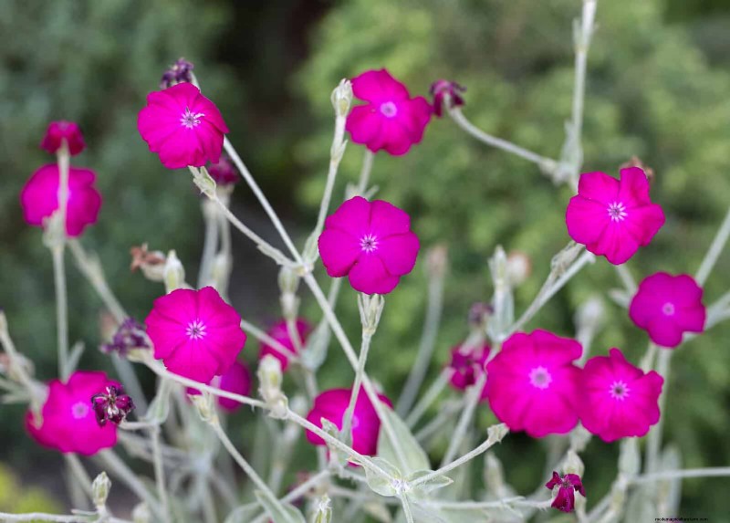 25 pflegeleichte Pflanzen für schlechte Böden | Gartentherapie 