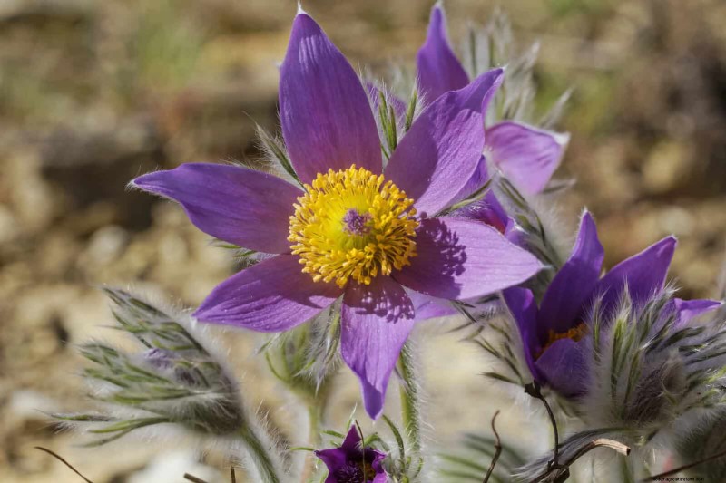 25 pflegeleichte Pflanzen für schlechte Böden | Gartentherapie 