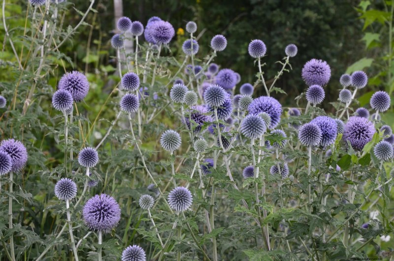 25 pflegeleichte Pflanzen für schlechte Böden | Gartentherapie 