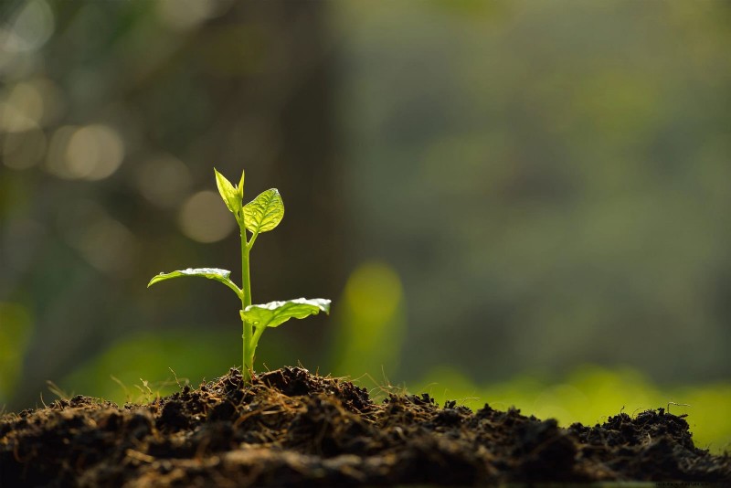 25 pflegeleichte Pflanzen für schlechte Böden | Gartentherapie 