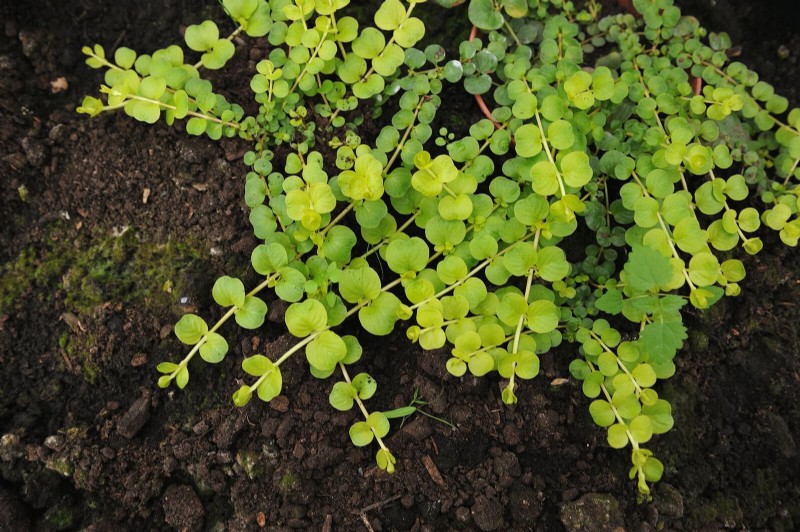 Beste bodembedekkers om onkruid te onderdrukken en uw tuin te verfraaien 