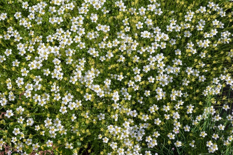 Beste bodembedekkers om onkruid te onderdrukken en uw tuin te verfraaien 