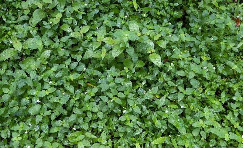 Beste bodembedekkers om onkruid te onderdrukken en uw tuin te verfraaien 