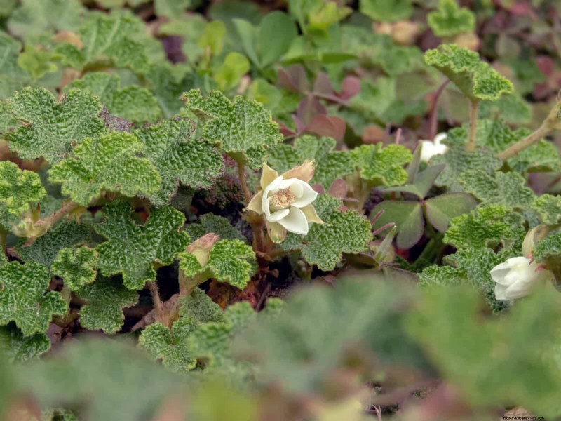 Beste bodembedekkers om onkruid te onderdrukken en uw tuin te verfraaien 