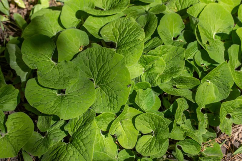 Beste bodembedekkers om onkruid te onderdrukken en uw tuin te verfraaien 