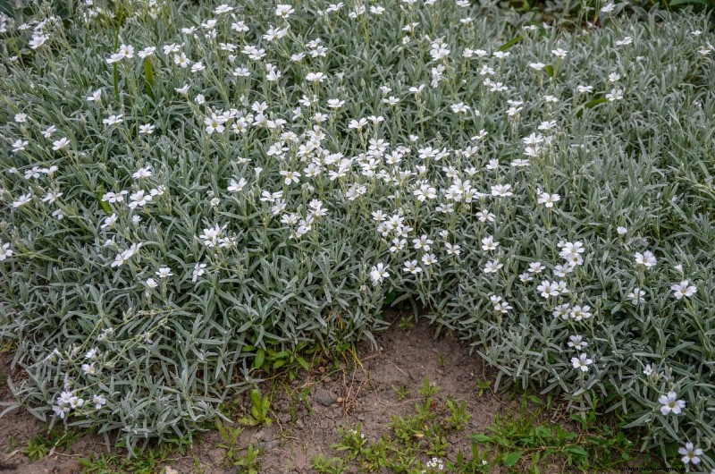 Lebender Mulch:Die unverzichtbare Frühlingsgartenschicht für Gesundheit und Produktivität 