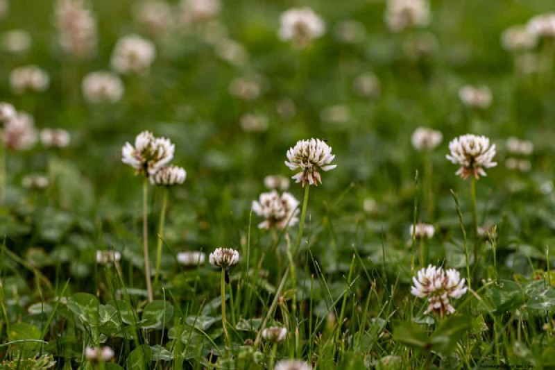 Lebender Mulch:Die unverzichtbare Frühlingsgartenschicht für Gesundheit und Produktivität 