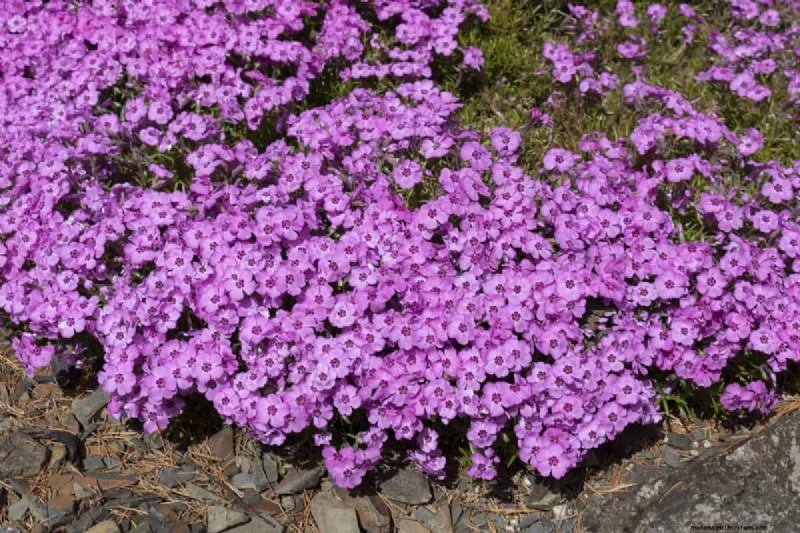 Lebender Mulch:Die unverzichtbare Frühlingsgartenschicht für Gesundheit und Produktivität 