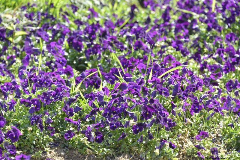 Lebender Mulch:Die unverzichtbare Frühlingsgartenschicht für Gesundheit und Produktivität 
