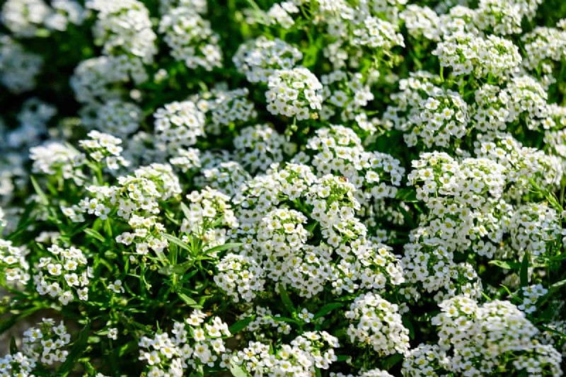 Lebender Mulch:Die unverzichtbare Frühlingsgartenschicht für Gesundheit und Produktivität 