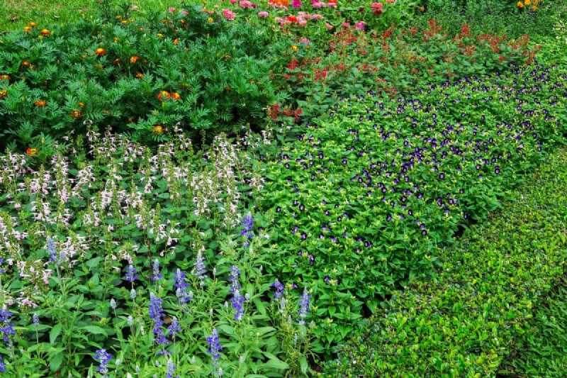 Lebender Mulch:Die unverzichtbare Frühlingsgartenschicht für Gesundheit und Produktivität 