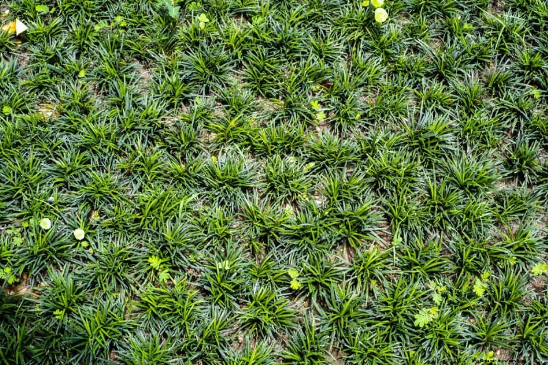 Lebender Mulch:Die unverzichtbare Frühlingsgartenschicht für Gesundheit und Produktivität 