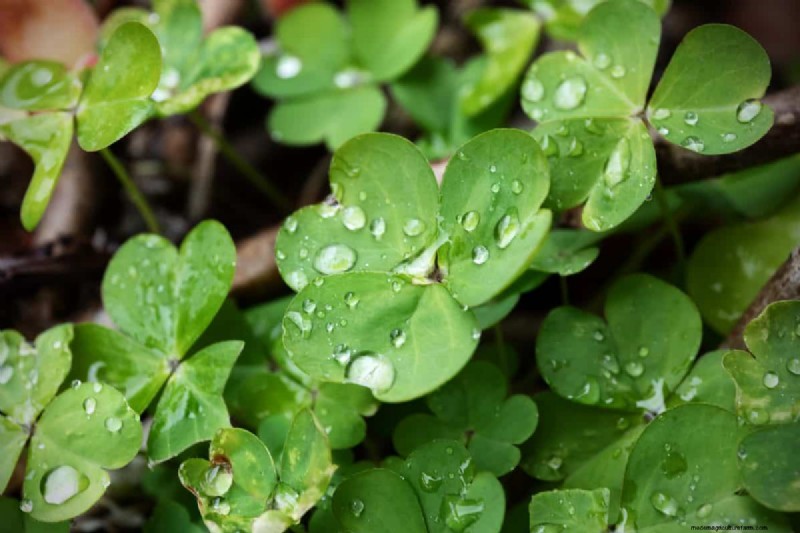 Lebender Mulch:Die unverzichtbare Frühlingsgartenschicht für Gesundheit und Produktivität 