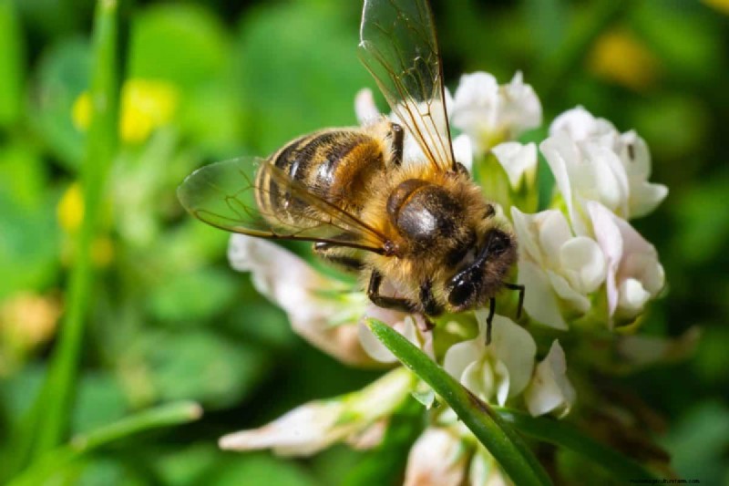 Lebender Mulch:Die unverzichtbare Frühlingsgartenschicht für Gesundheit und Produktivität 